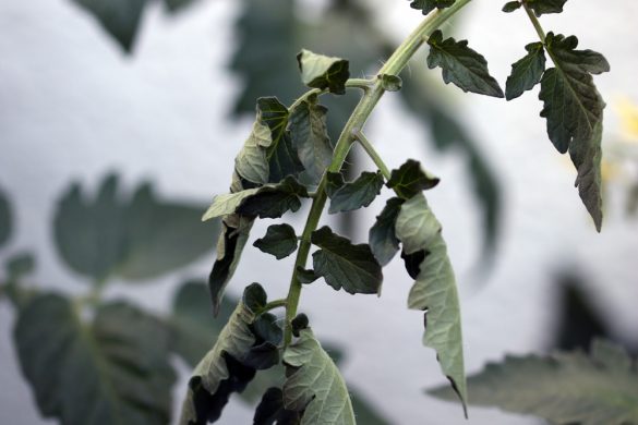 Kraut Und Braunf Ule Bei Tomaten Erkennen Und Bek Mpfen Tomaten De