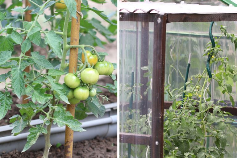 Tomaten Anbinden So Befestigen Sie Tomatenpflanzen Schnell Und Sicher