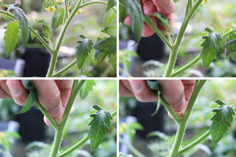 Buschtomaten Richtig Pflegen Sorten Anzucht Und Pflege Tomaten De