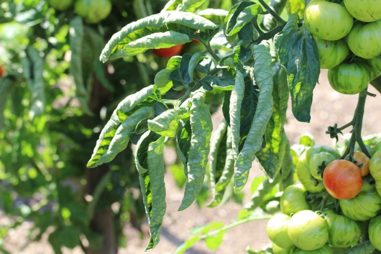 Tomatenwelke Wenn Tomaten Pl Tzlich Welken Was Tun Tomaten De