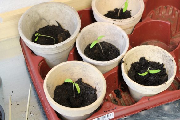 Tomaten Pikieren Wann Und Wie Anleitung In Schritten Tomaten De