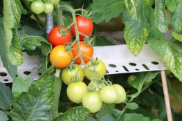 Wann sind Tomaten reif Infos für grüne gelbe und schwarze Sorten