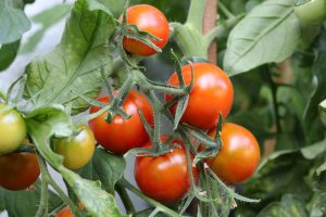 Tomaten So Gelingt Der Wechsel Von Erde Und Standort Tomaten De