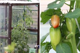 Abstand Tomaten Gewächshaus