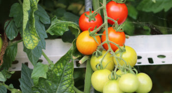 Kleine Grune Raupen An Tomaten Was Tun Tomaten De